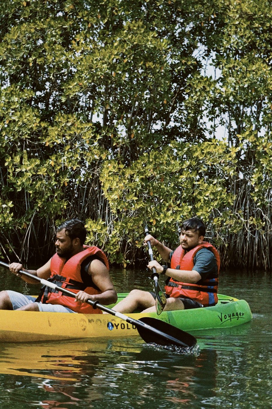 Two people kayaking through mangroves